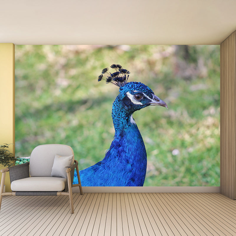 Blue Peacock Mural Wallpaper for Living Room Moisture Resistant, Custom Size