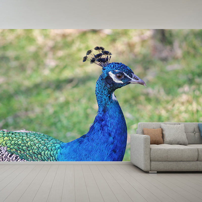 Blue Peacock Mural Wallpaper for Living Room Moisture Resistant, Custom Size
