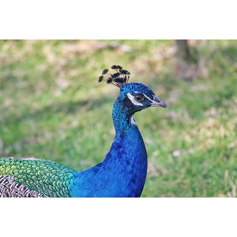 Blue Peacock Mural Wallpaper for Living Room Moisture Resistant, Custom Size