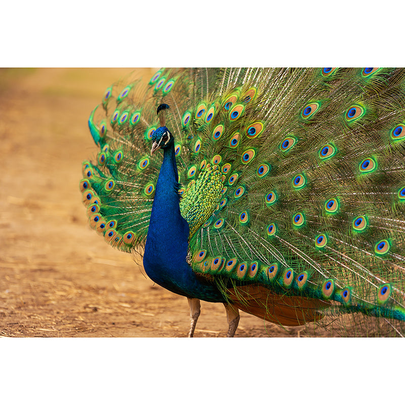 Decorative Blue Peacock Wall Murals Personalised Size Modern Wall Covering for Bedroom