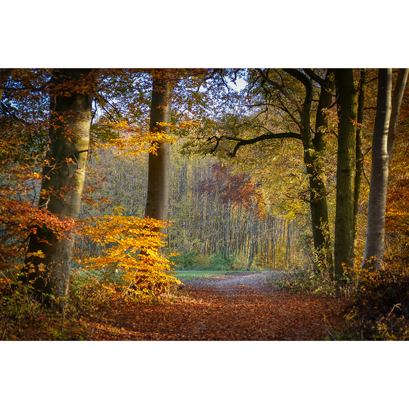 Forest Pattern Wallpaper Murals Moisture Resistant Modern Living Room Wall Covering