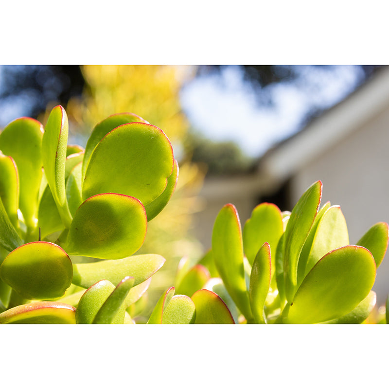 Succulent Plants Wall Mural for Modern Living Room Stain Resistant, Custom Size