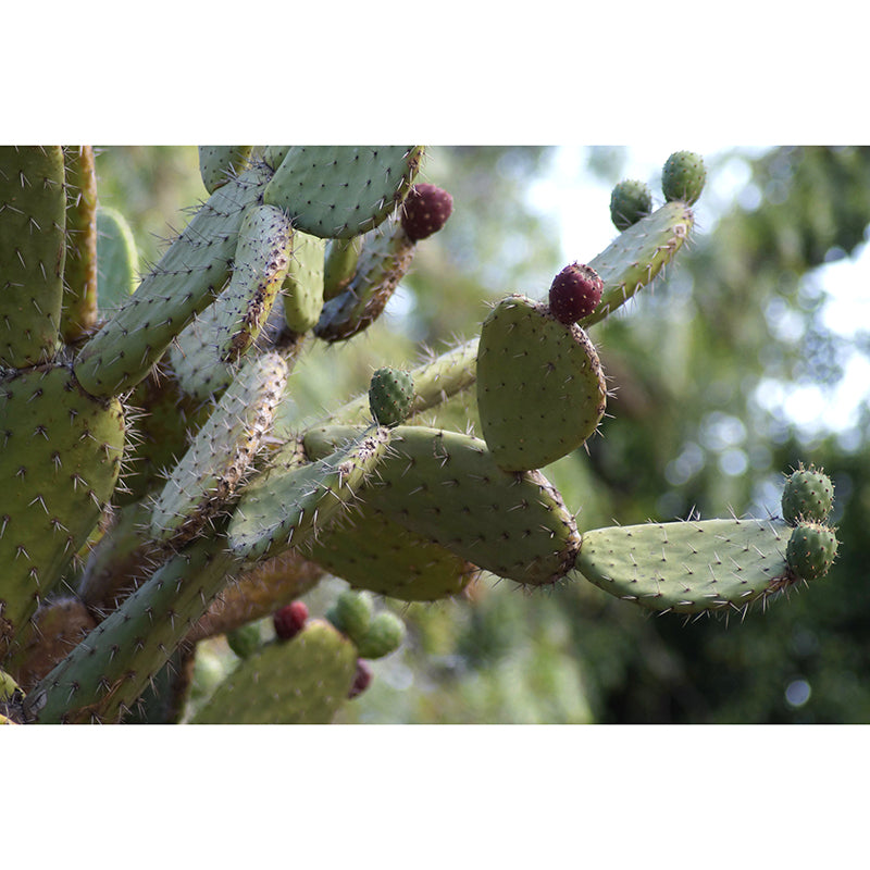 Tenacious Plant Wall Mural Big Wall Decor for House Interior, Custom Size