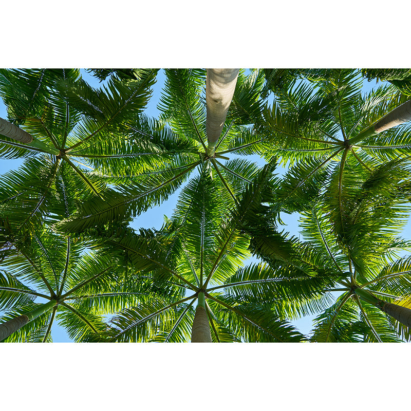 Tropical Trees Murals for Living Room, Water Resistant, Custom Size Available