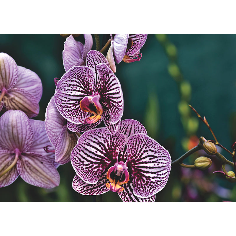 Beautiful Orchid Wallpaper Mural Water-Proof Living Room Wall Decoration