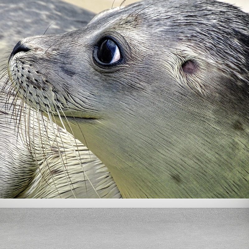 Lovely Seal Wall Paper Murals Contemporary Style Photography for Home Decor