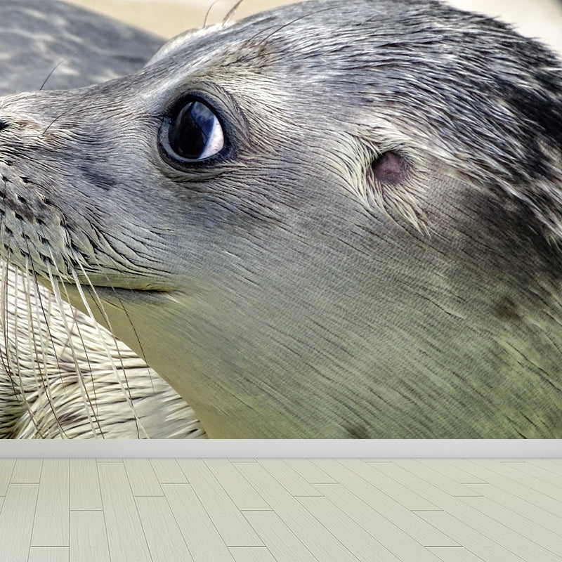 Lovely Seal Wall Paper Murals Contemporary Style Photography for Home Decor