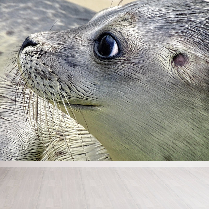 Lovely Seal Wall Paper Murals Contemporary Style Photography for Home Decor