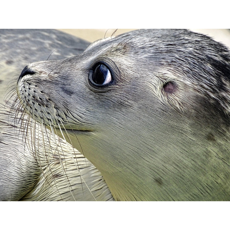 Lovely Seal Wall Paper Murals Contemporary Style Photography for Home Decor