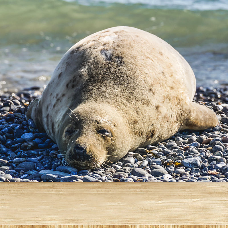 Lovely Seal Wall Paper Murals Contemporary Style Photography for Home Decor