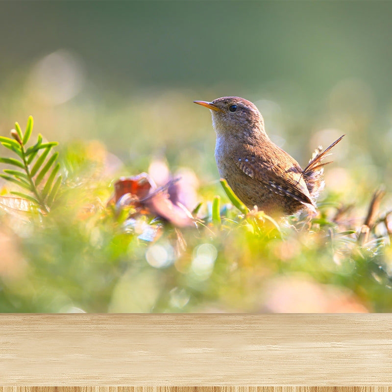 Customized Wren Wall Paper Murals Mildew Resistant Living Room Wall Decor