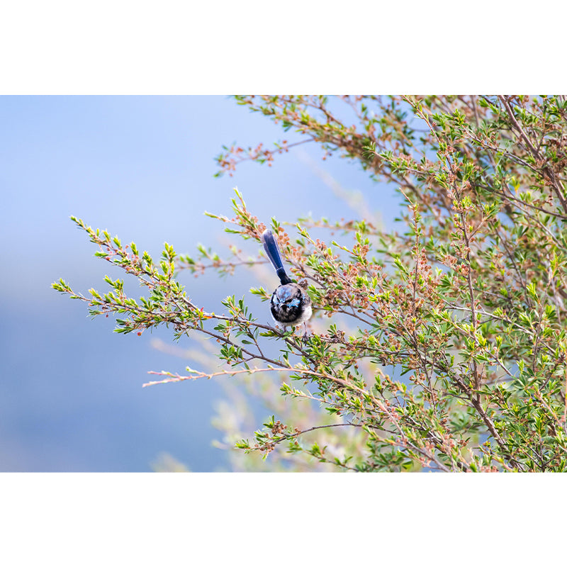 Customized Wren Wall Paper Murals Mildew Resistant Living Room Wall Decor