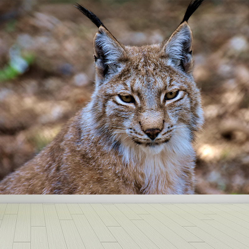 Fiercely Lynx Wall Paper Murals Contemporary Style Photography for Home Decor