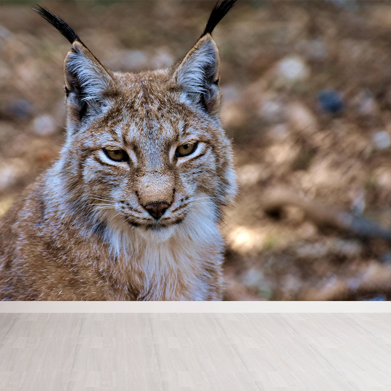 Fiercely Lynx Wall Paper Murals Contemporary Style Photography for Home Decor
