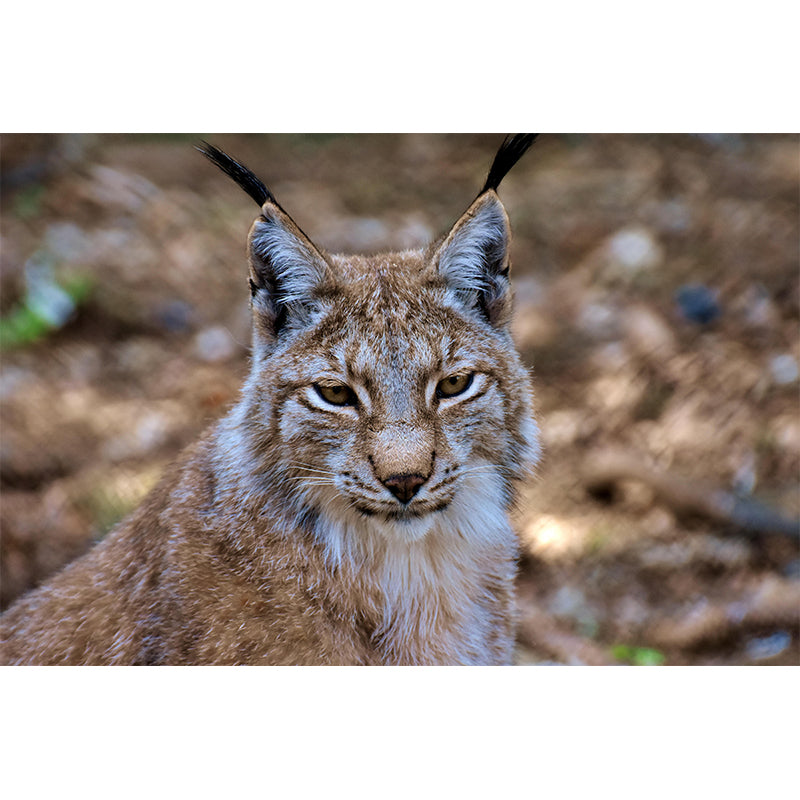 Fiercely Lynx Wall Paper Murals Contemporary Style Photography for Home Decor