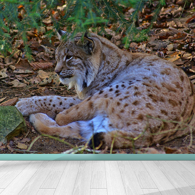 Fiercely Lynx Wall Paper Murals Contemporary Style Photography for Home Decor