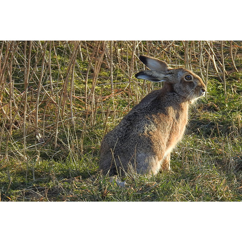 Customized Hare Wall Paper Murals Mildew Resistant Living Room Wall Decor