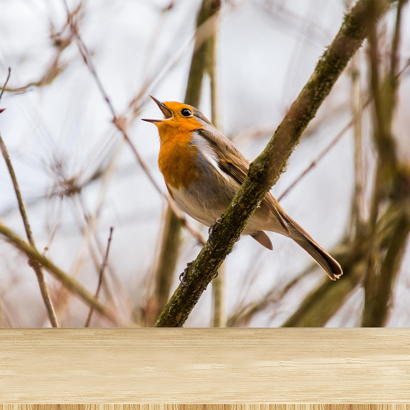 Lovely Robin Wall Paper Murals Contemporary Style Photography for Home Decor