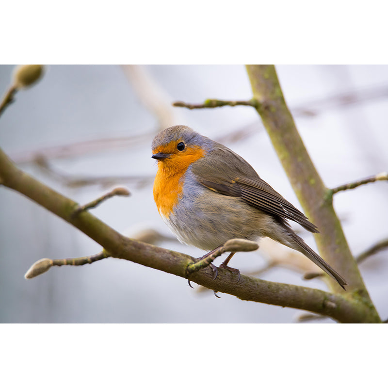 Lovely Robin Wall Paper Murals Contemporary Style Photography for Home Decor