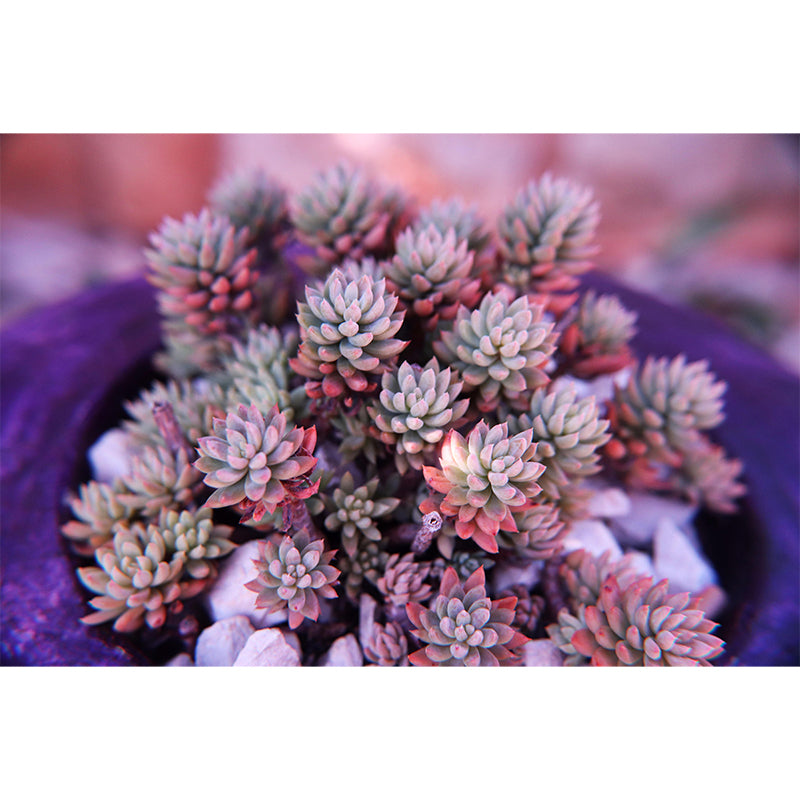 Modern Green Plant Wall Mural with Succulent Potted Plants Pattern for Bar Decoration