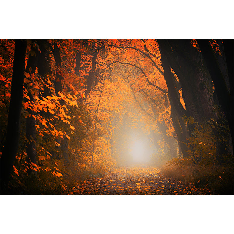 Contemporary Forest Mural Wallpaper Photography Horizontal Mildew Resistant for Bedroom