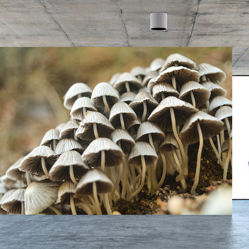 Modernist Mushroom Plant Wall Mural Decal Photography Stain Resistant for Kitchen