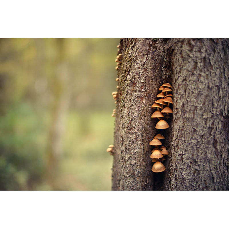 Mushroom Plant Modernist Wall Mural Decal Photography Stain Resistant for Living Room