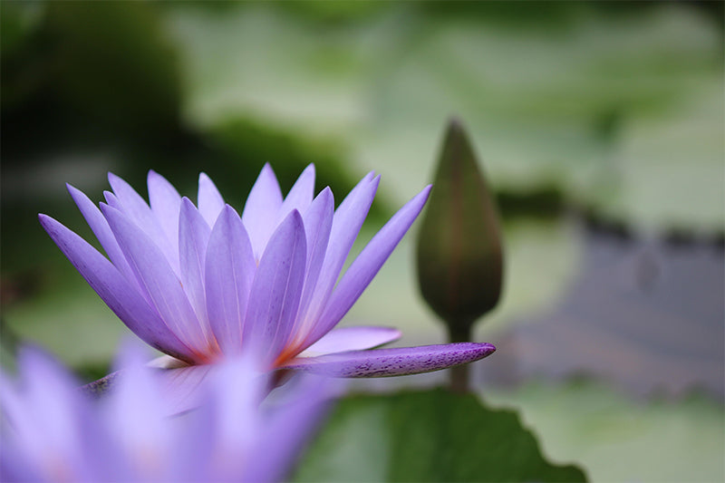 Décoration murale Lotus en fleurs pour chambre à coucher, résistante à l'humidité et couleur douce