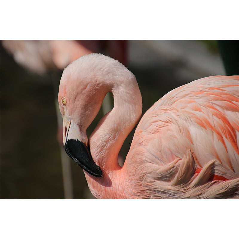 Flamingo Mural Stain Resistant Contemporary Bedroom Wall Decor, Personalized Size