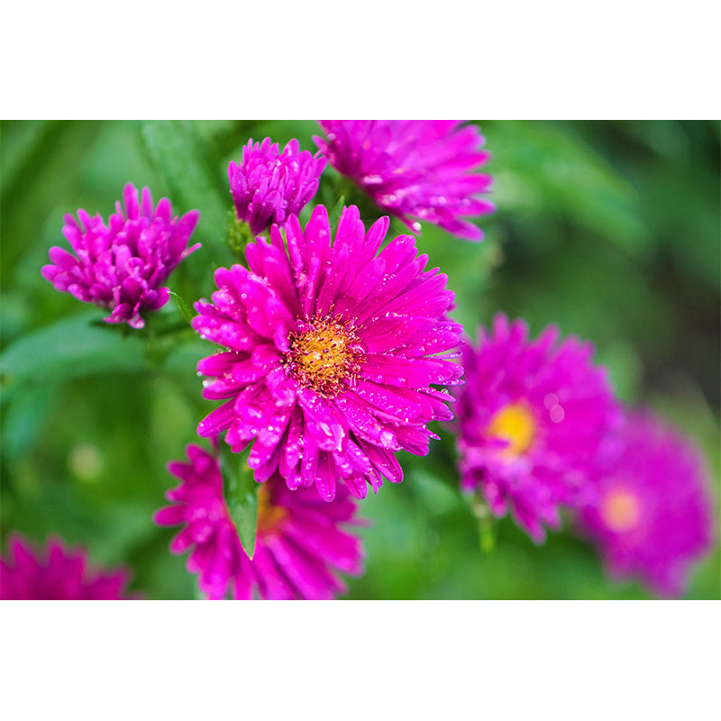 Bright Flowers Mural Decal Modern Wall Covering for Sitting Room, Waterproofing