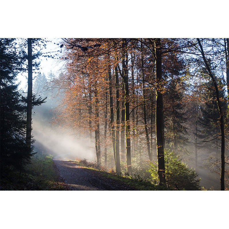 Photographic Forest Wall Mural Water Resistant Wall Decor for House Interior, Custom Size