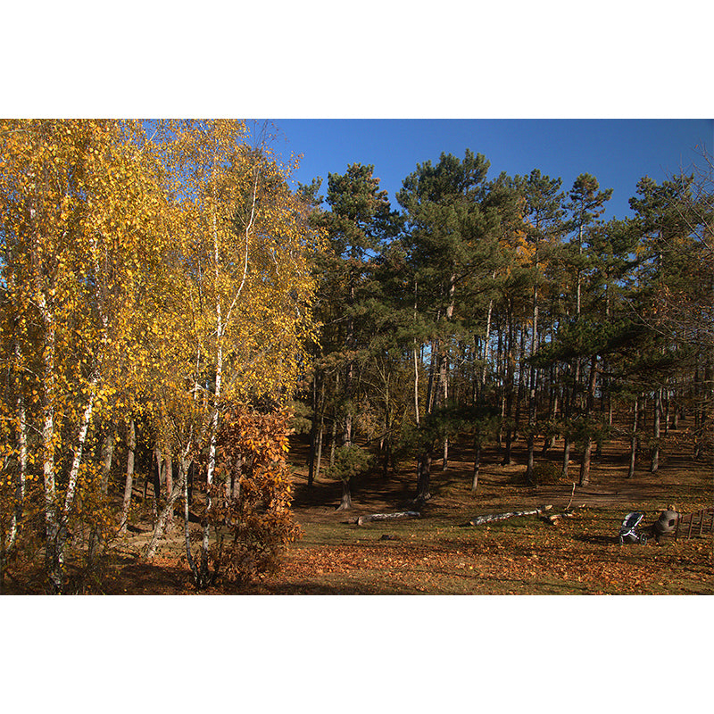 Misty Forest Scenery Stain-Proofing Wall Decor for Living Room Bedroom