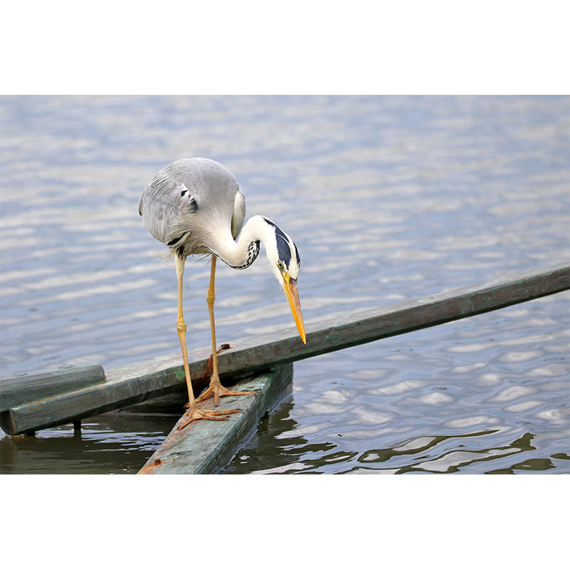 White Crane Mural Wallpaper for Living Room, Waterproofing, Custom Size Available