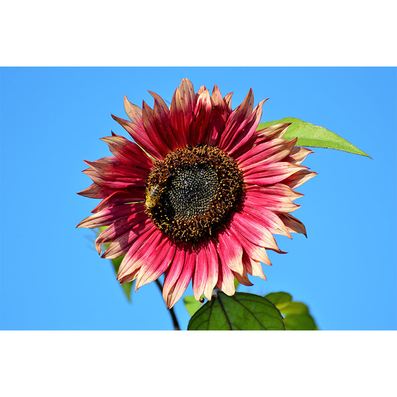 Sunflower Flower Mural Water-Resistant Wall Covering for Sleeping Room