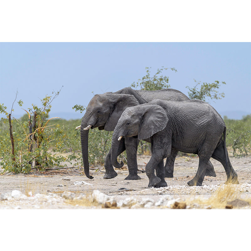 Huge Elephant Mural Wallpaper Contemporary Style Wall Covering for Living Room