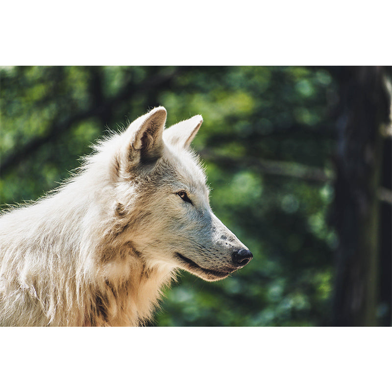 Contemporary Style Wolf Mural Eco-friendly Wallpaper Wall Covering for Sitting Room