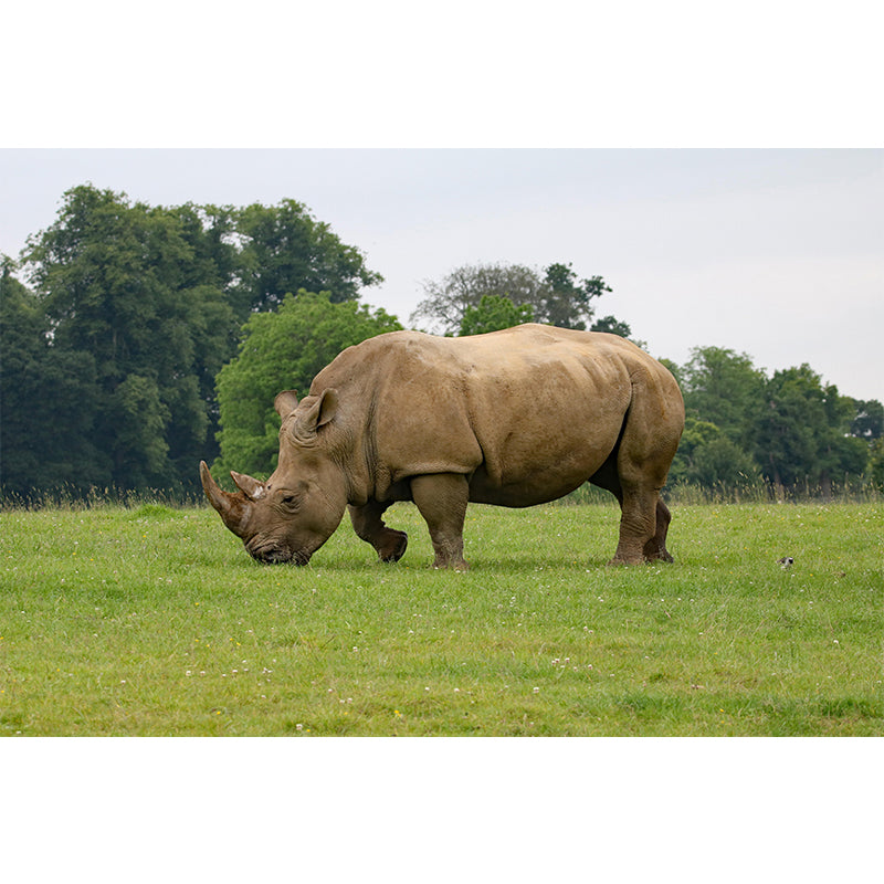 Contemporary Style Rhino Mural Eco-friendly Wallpaper Wall Covering for Sitting Room