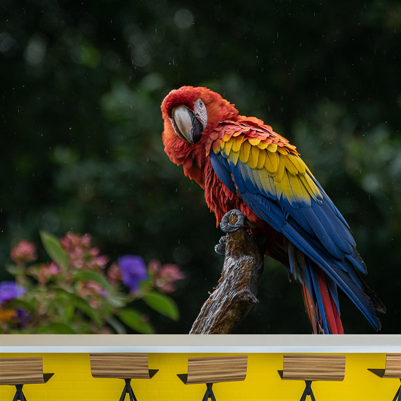 Clever Parrot Murals Moisture Resistant Contemporary Hallway Wall Decoration