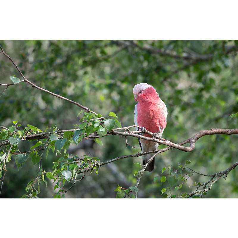 Clever Parrot Murals Moisture Resistant Contemporary Hallway Wall Decoration