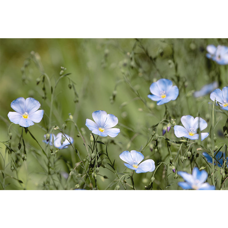 Photography Wall Mural with Blooming Flower Moisture Resistant Wall Decor