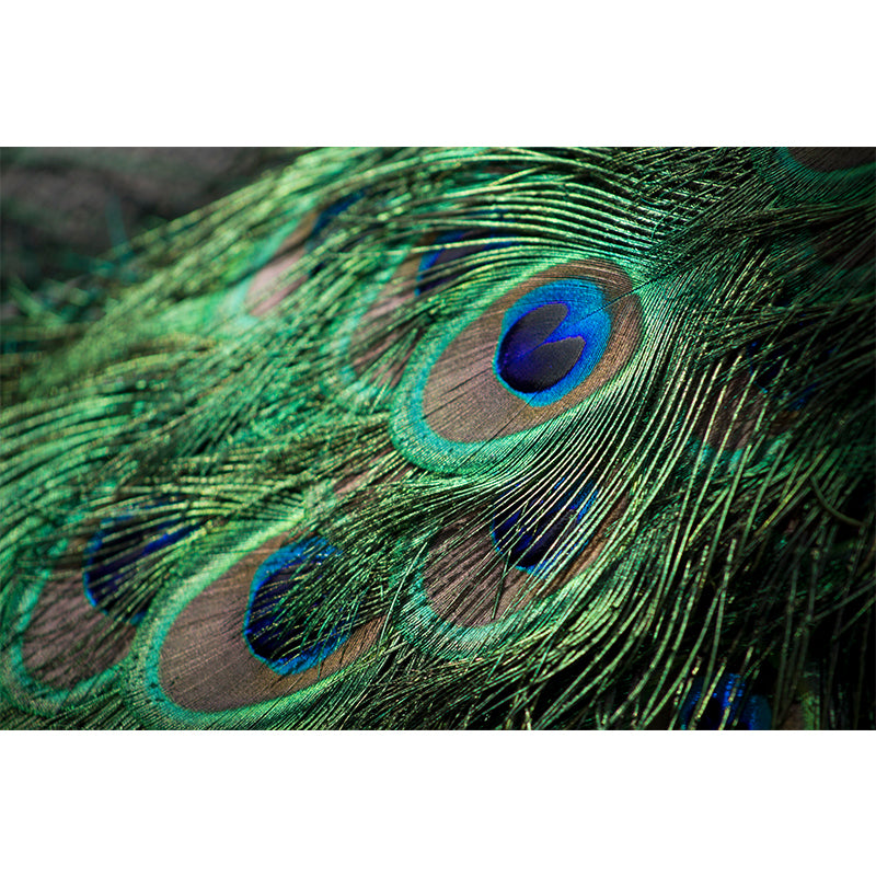 Photography Style Peacock Feather Mural Wallpaper Moisture Resistant for Sitting Room