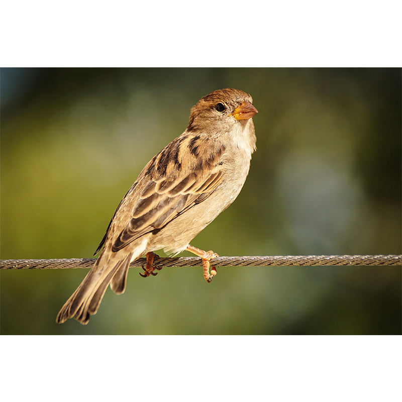 Sparrow Contemporary Mural Wallpaper Mildew Resistant Wall Decor for Accent Wall