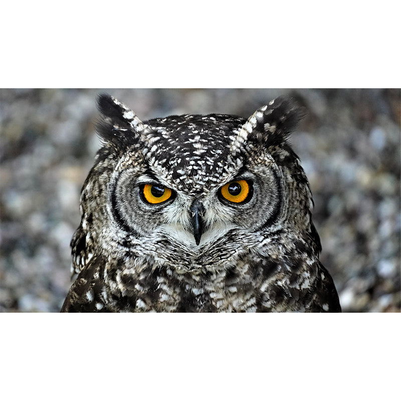 Modern Owl Wall Mural Decal Eco-friendly Stain Resistant for Sitting Room