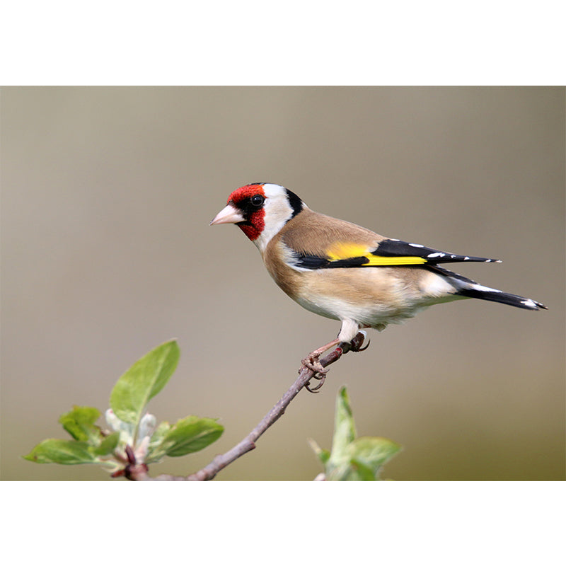 Bird Contemporary Mural Wallpaper Mildew Resistant Wall Decor for Accent Wall