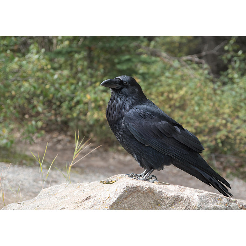 Dark Crow Simple Mural Wallpaper Mildew Resistant Wall Decor for Accent Wall