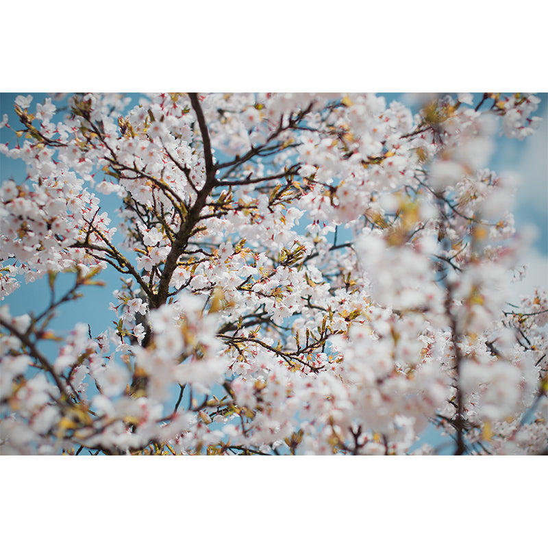 Soft Color Flower Wall Mural Decal Moisture Eco-friendly Wallpaper for Sitting Room