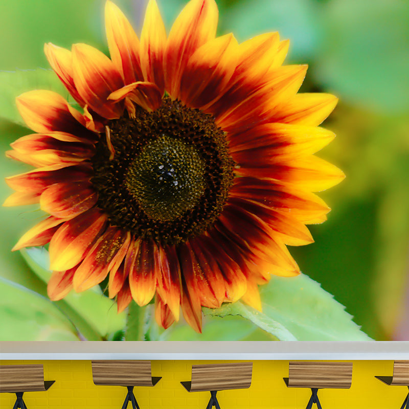 Different Flower Wall Mural Mildew Resistant Environment Friendly Wall Decor