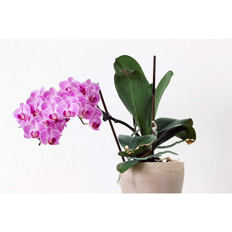 Flower Wall Mural Decal Eco-friendly Wallpaper Resistant for Sitting Room