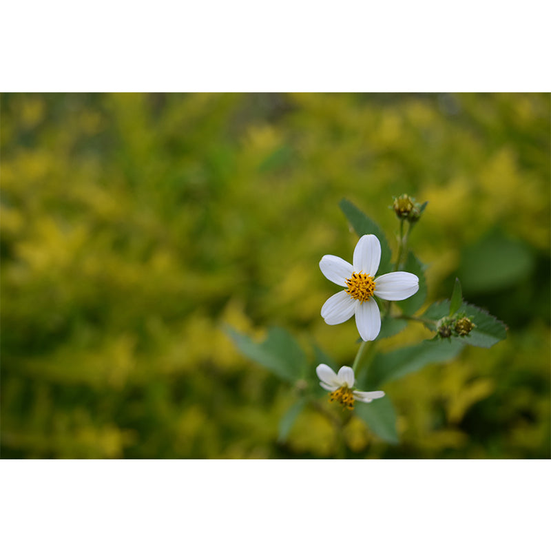 Flower Wall Mural Mildew Resistant Photography Horizontal Wall Decor for Bedroom