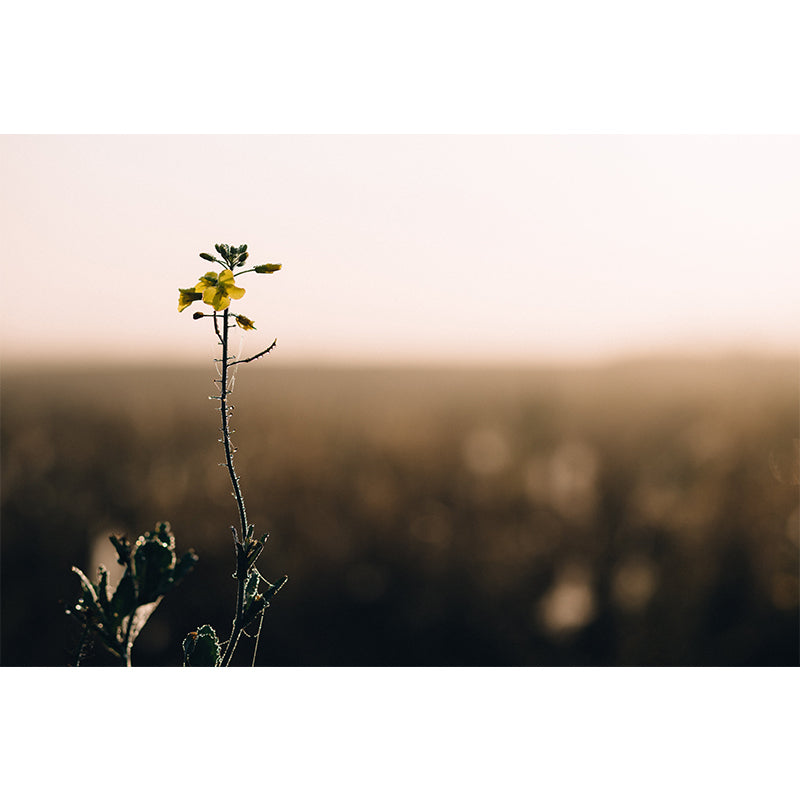 Blooming Flower Wall Mural Moisture Resistant Wall Decor for Dining Room Kitchen